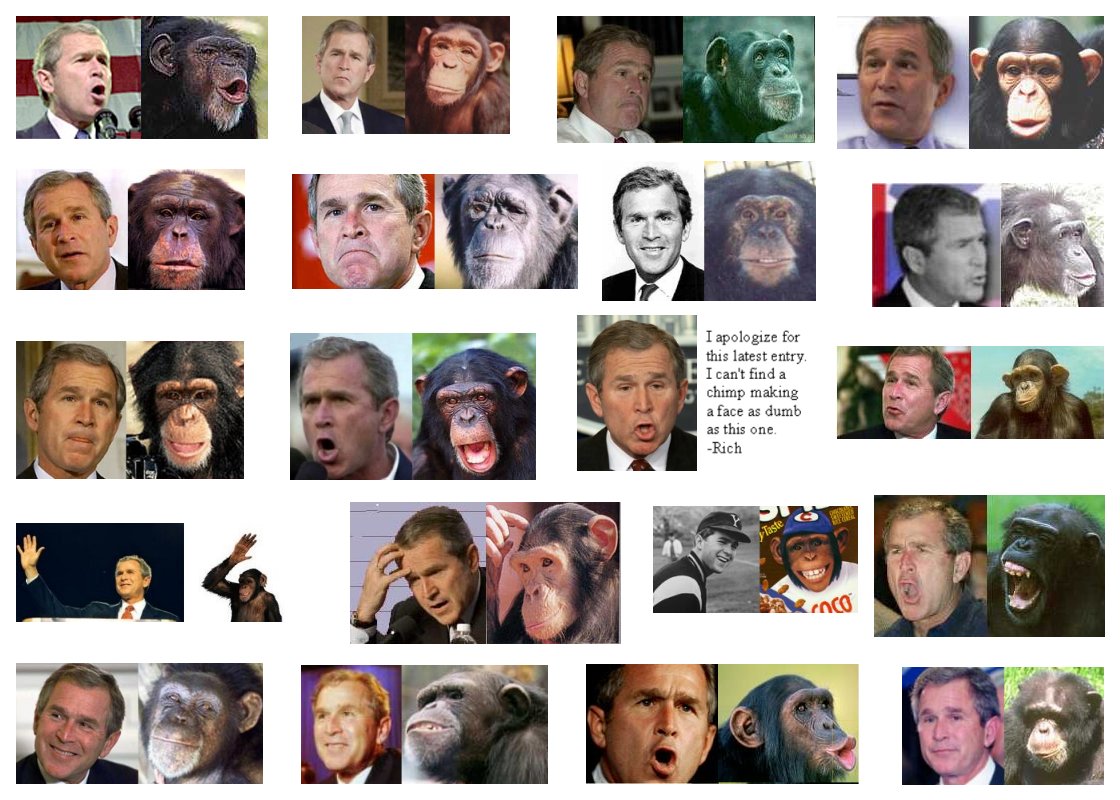 monkey Bush...
